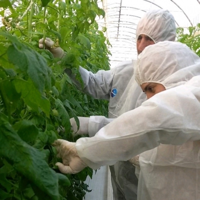 Şəmkirdə pomidor istehsalı təsərrüfatlarında monitorinqlər aparılıb
