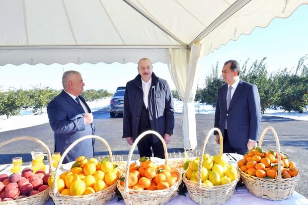 Prezident Lənkəranda: “Lenk Fruit” MMC-nin sitrus bağında yaradılan şəraitlə tanışlıq