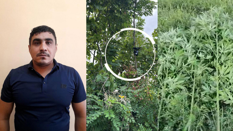 Bağını narkotik plantasiyasına çevirdi, videokamera ilə izlədi