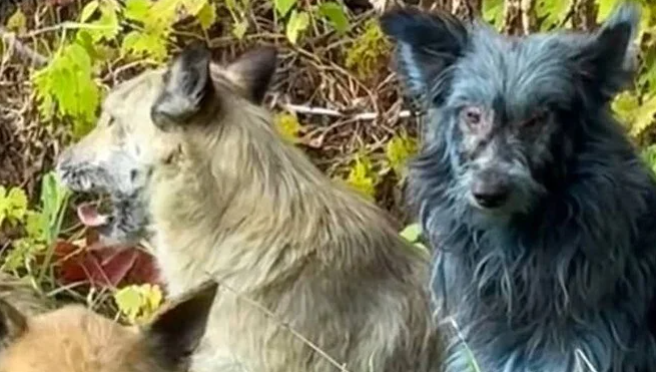 Çernobılda mavi itlər peyda oldu - Foto