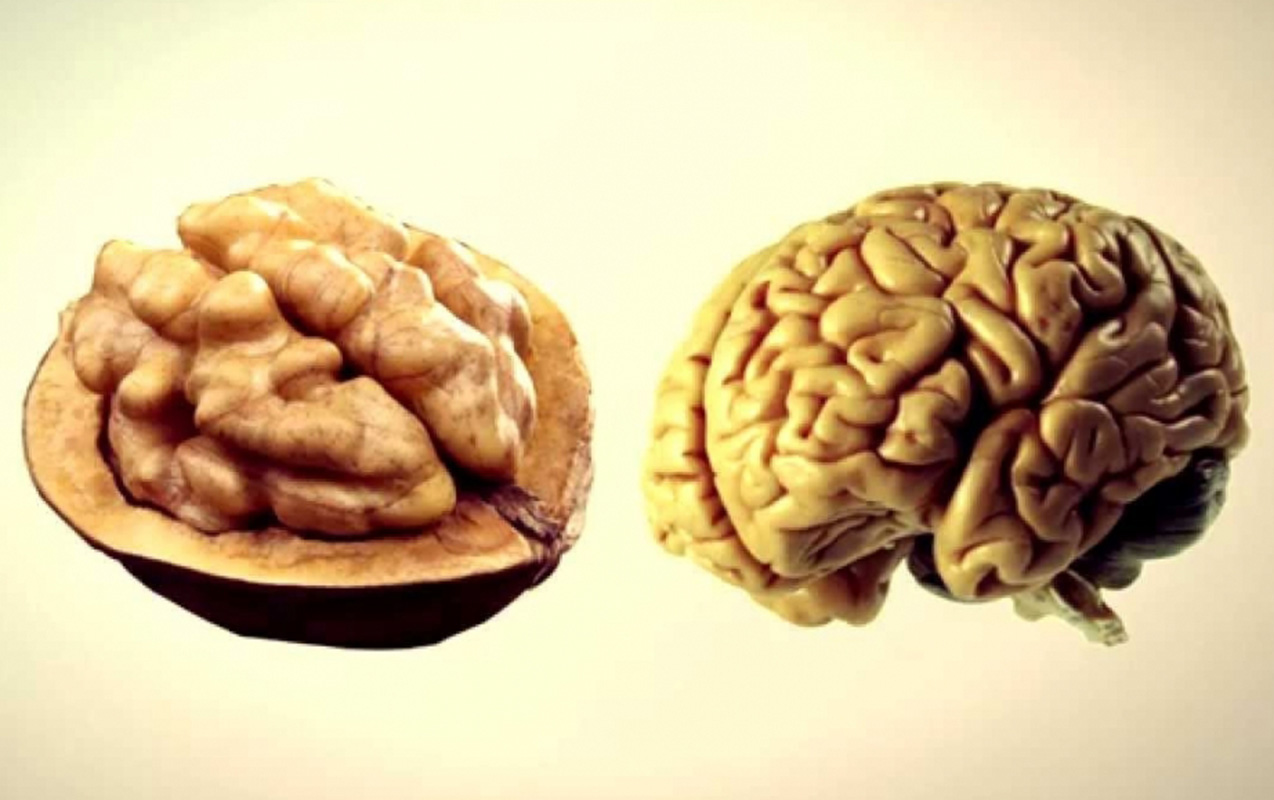 Bu qidalar orqanlarımızın “əkizi”dir