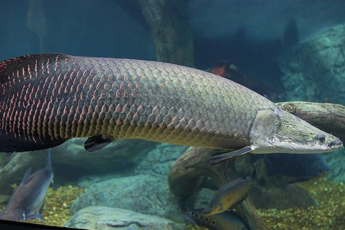 Braziliyada hava ilə nəfəs alan iri balıq tutuldu