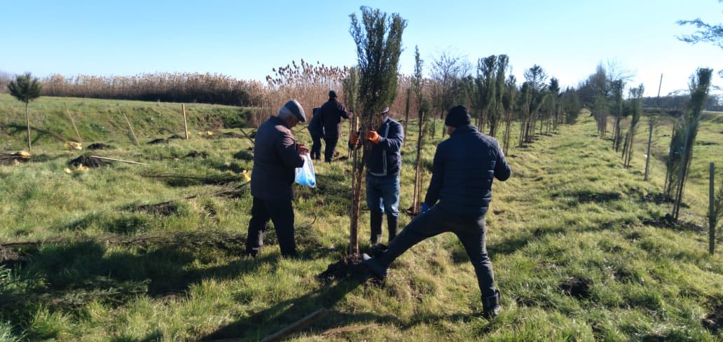 Masallıda yaşıllığa doğru addımlar: Göyəçöl yolunda 250 sərv ağacı əkildi