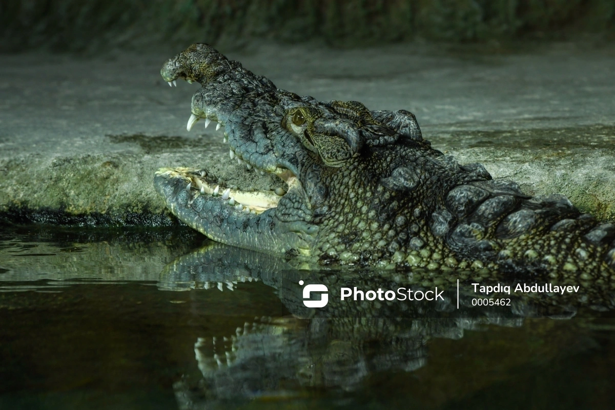 Zambiyada timsah on yaşlı şagirdi parçaladı