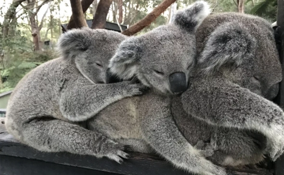 Avstraliyada koalaların sürətli artımı alimləri təşvişə saldı