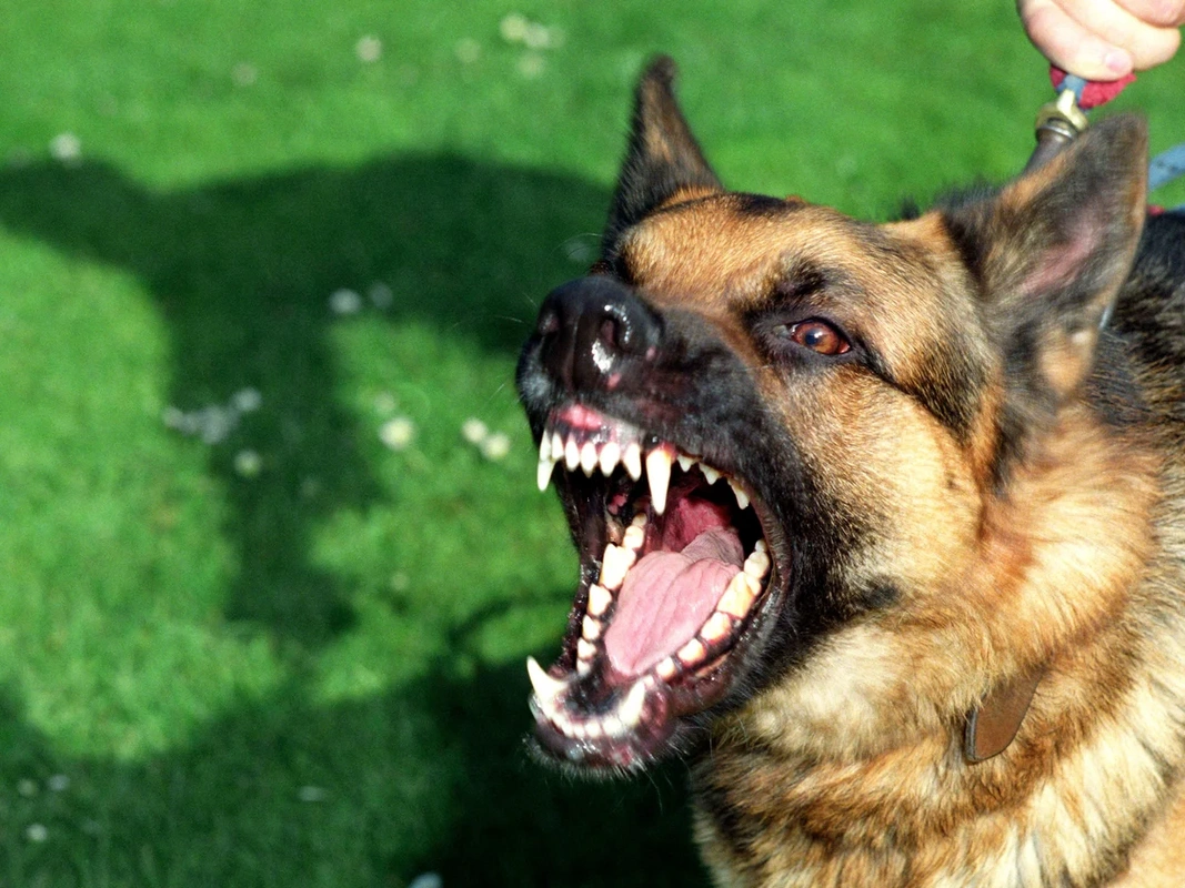 Britaniyada şəxsi təhlükəsizliklə bağlı itlərə tələbat kəskin şəkildə artıb