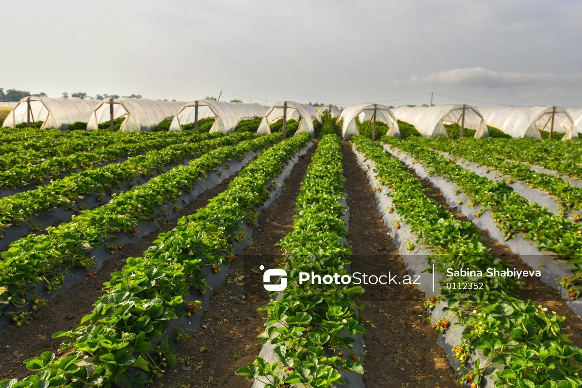 Sahibkarların nəzərinə: Aqrar müəssisələrin baş planlarına dair tələblər təsdiqləndi