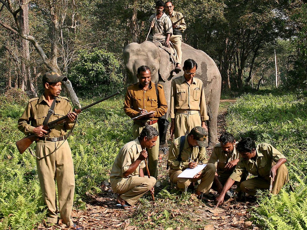 Hindistan sakini naməlum yırtıcının qurbanı oldu