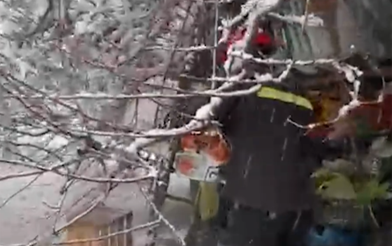 60 yaşlı qadının üzərinə ağac aşdı - Video