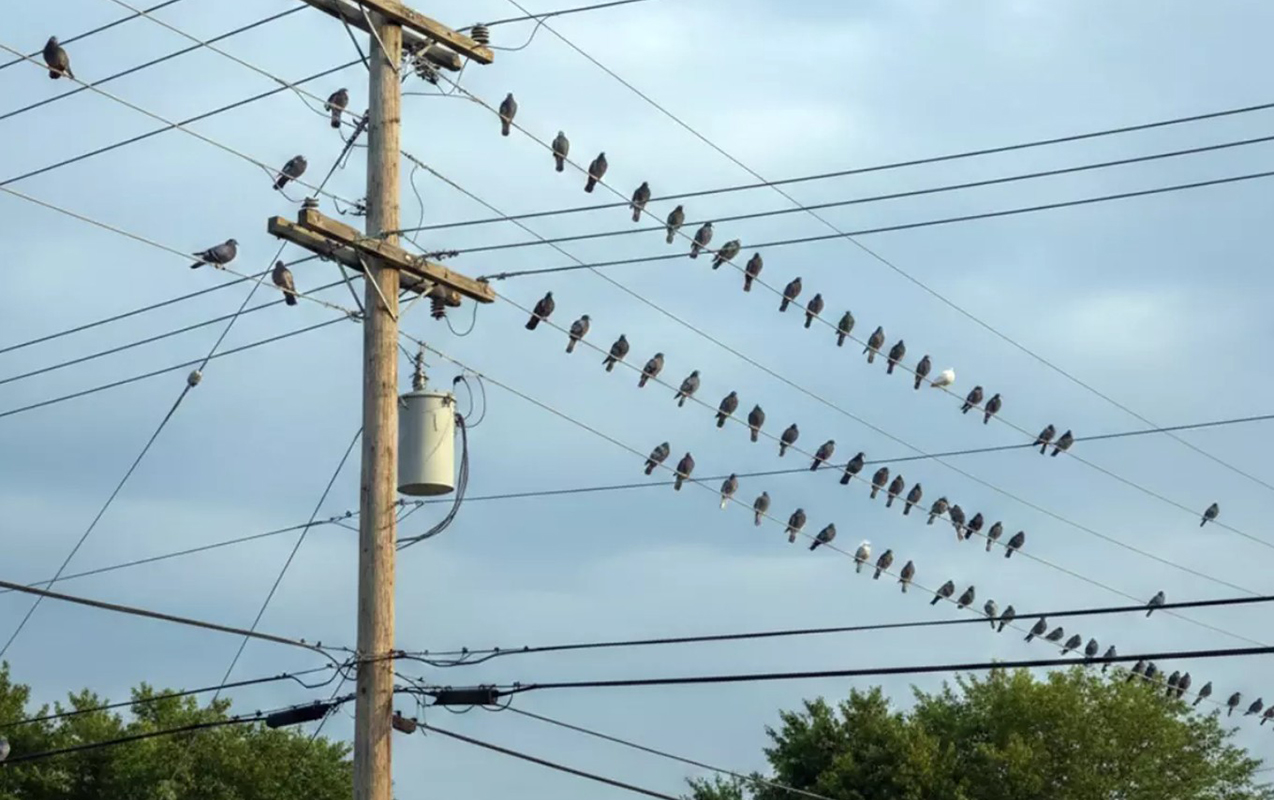 Göyərçinləri ilə məşhur şəhərdə - Gözlənilməz qərar
