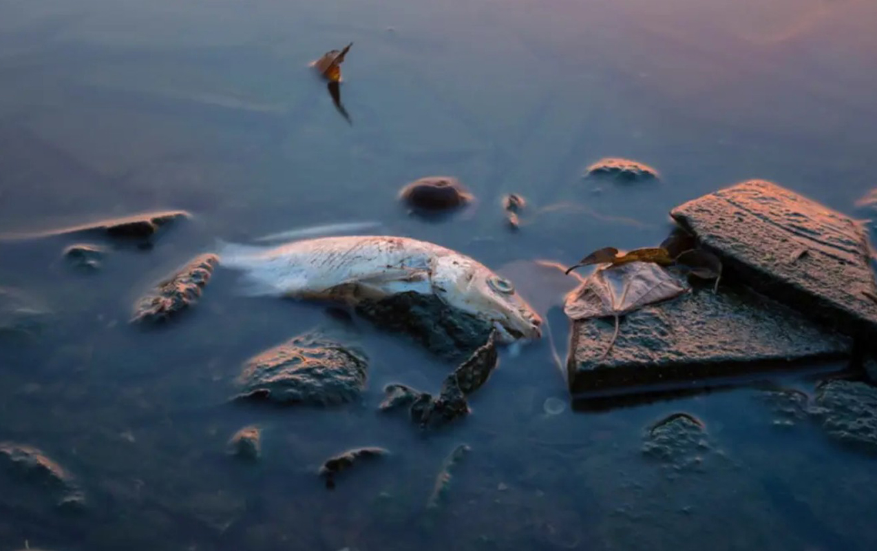 Bu ölkədə balıq yemək qadağan edildi