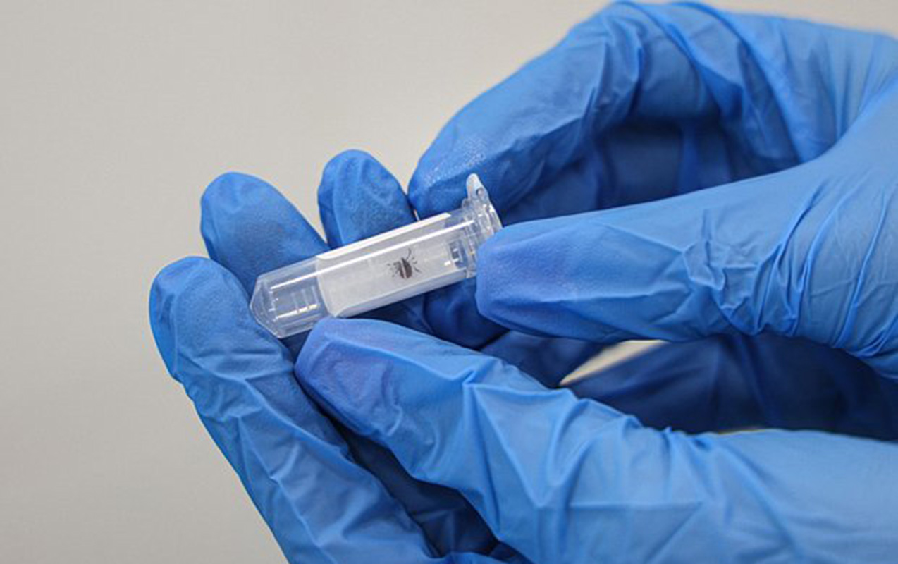 Pekində gənələr vasitəsilə yayılan yeni virus növü tapıldı